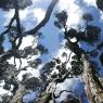 ants view - swamp paperbark