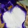 bearded iris 38